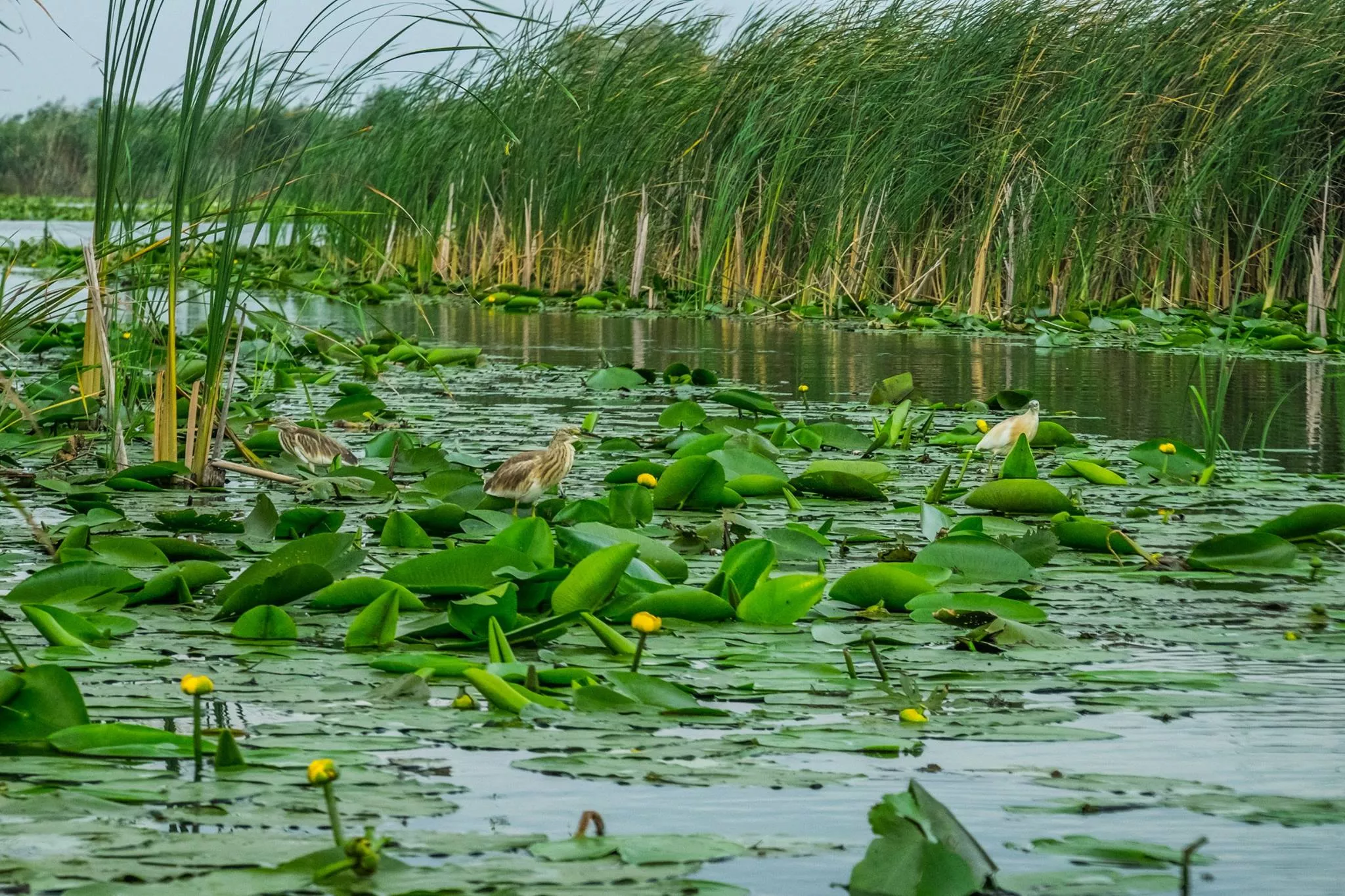 Murighiol, satul pescăresc din Delta Dunării, în care te poți relaxa