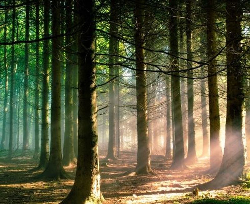 Pădurea Hoia Baciu, unul dintre cele mai înfricoșătoare locuri din Europa. Ce au găsit acolo cei care au vizitat-o
