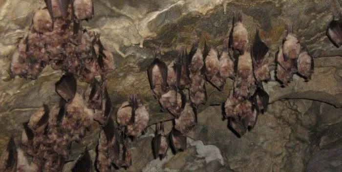 Peștera liliecilor din Moeciu, un loc de poveste în România